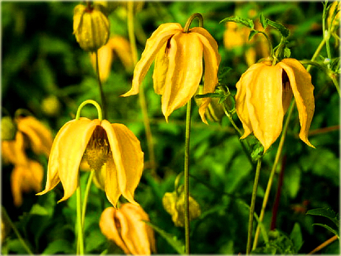 Powojnik Bill MacKenzie Clematis Bill MacKenzie