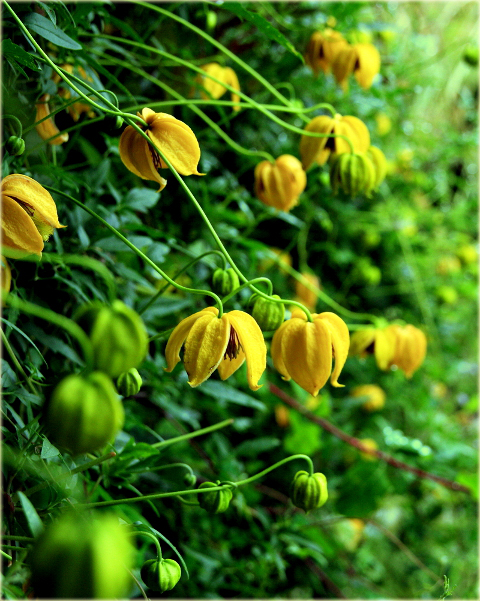 Powojnik Bill MacKenzie Clematis Bill MacKenzie