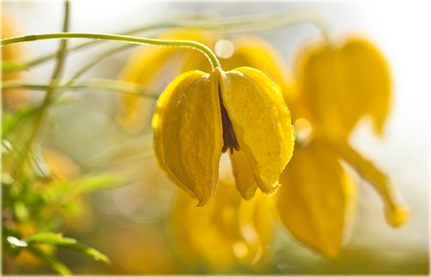 Powojnik Bill MacKenzie Clematis Bill MacKenzie