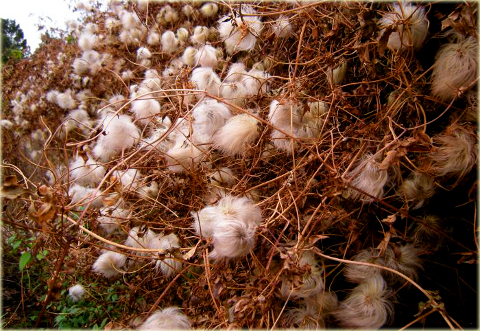 Powojnik Bill MacKenzie Clematis Bill MacKenzie