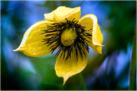 Powojnik Bill MacKenzie Clematis Bill MacKenzie