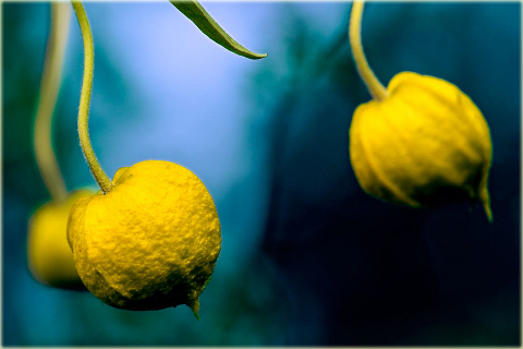 Powojnik Bill MacKenzie Clematis Bill MacKenzie