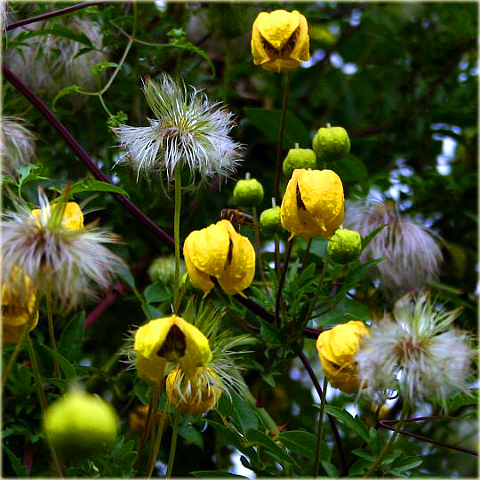 Powojnik Bill MacKenzie Clematis Bill MacKenzie