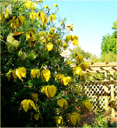 Powojnik Bill MacKenzie Clematis Bill MacKenzie
