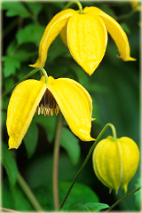 Powojnik Bill MacKenzie Clematis Bill MacKenzie