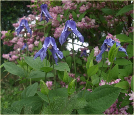 Powojnik całolistny Clematis integrifolia