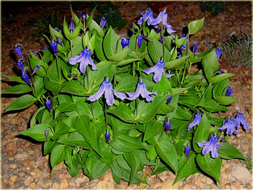 Powojnik całolistny Clematis integrifolia