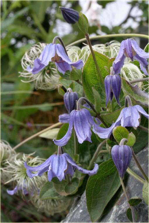 Powojnik całolistny Clematis integrifolia