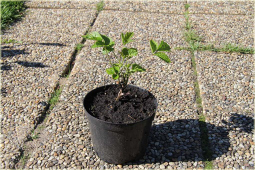 Powojnik całolistny Clematis integrifolia
