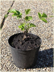 Powojnik całolistny Clematis integrifolia