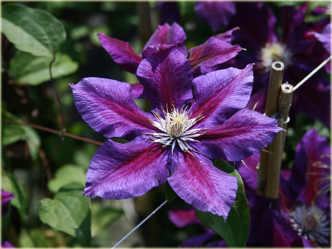 Powojnik Julka Clematis Julka