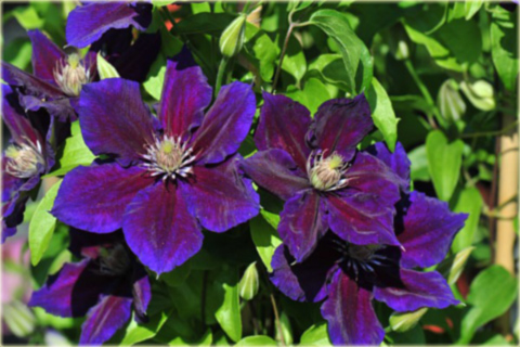 Powojnik Julka Clematis Julka