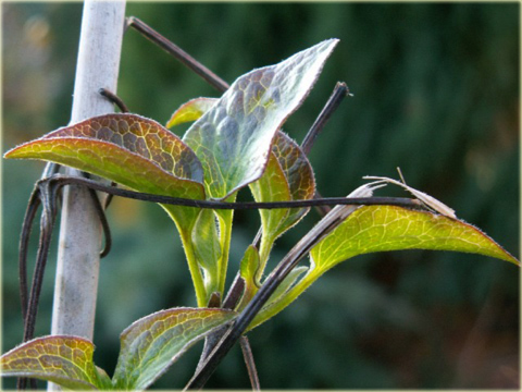 Powojnik Julka Clematis Julka