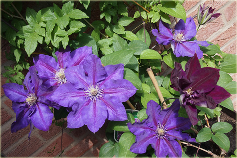 Powojnik Julka Clematis Julka
