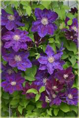 Powojnik Julka Clematis Julka