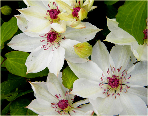 Powojnik Matka Urszula Ledóchowska Clematis Matka Urszula Ledóchowska