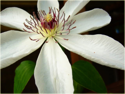 Powojnik Matka Urszula Ledóchowska Clematis Matka Urszula Ledóchowska