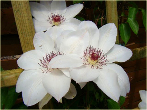 Powojnik Matka Urszula Ledóchowska Clematis Matka Urszula Ledóchowska