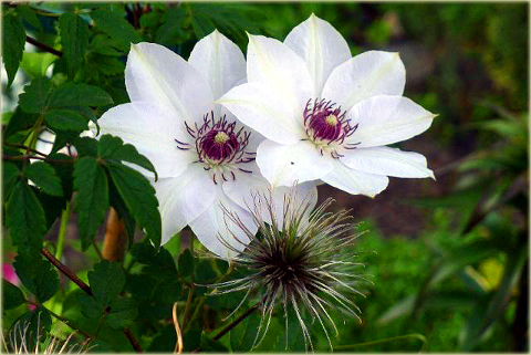 Powojnik Matka Urszula Ledóchowska Clematis Matka Urszula Ledóchowska