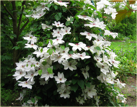 Powojnik Matka Urszula Ledóchowska Clematis Matka Urszula Ledóchowska