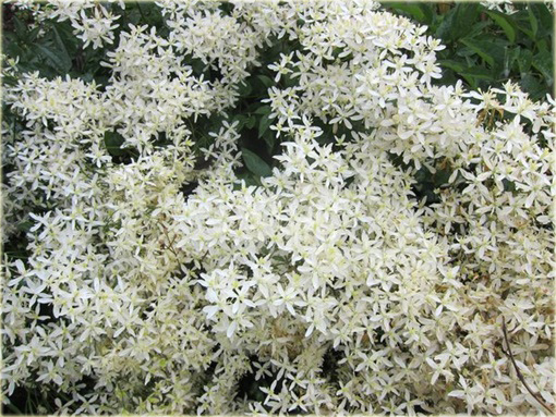 Powojnik prosty Purpurea Clematis recta purpurea