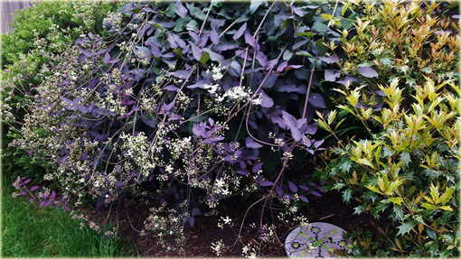 Powojnik prosty Purpurea Clematis recta purpurea