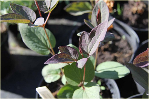 Powojnik prosty Purpurea Clematis recta purpurea