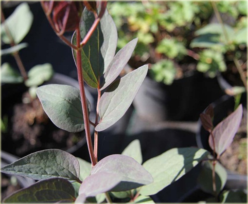 Powojnik prosty Purpurea Clematis recta purpurea