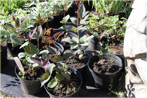 Powojnik prosty Purpurea Clematis recta purpurea