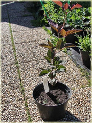 Powojnik prosty Purpurea Clematis recta purpurea