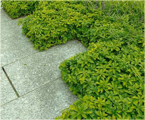Runianka japońska Green Carpet Pachysandra terminalis Green Carpet