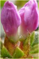 Azalia japońska Alpinum Azalea japonica Alpinum