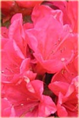 azalia japońska Anne Frank Azalea japonica Anne Frank