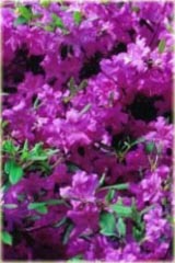 Azalia japońska Blaue Donau Azalea japonica Blue Danube