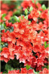 Azalia japońska Geisha Orange Azalea japonica Geisha Orangerot