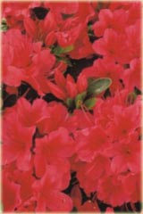 Azalia japońska Geisha Red Azalea japonica Geisha Red