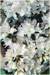 Azalia japońska Kermesina Alba Azalea japonica Kermesina Alba