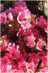 Azalia japońska Madame Van Hecke Azalea japonica Madame Van Hecke