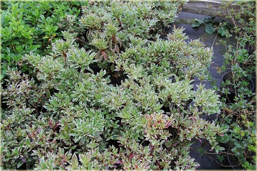 Azalia japońska Silver Sword czerwona