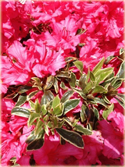 Azalia japońska Silver Sword czerwona rhododendron Japanese Azalea