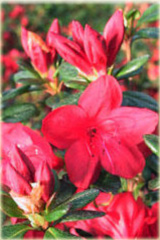 Azalia japońska Stewartstonian Azalea japonica Stewartstonian