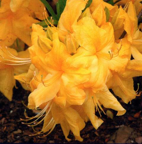 Azalia wielkokwiatowa Anneke Azalea Anneke