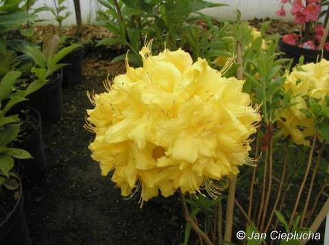 Azalia wielkokwiatowa Anneke Azalea Anneke