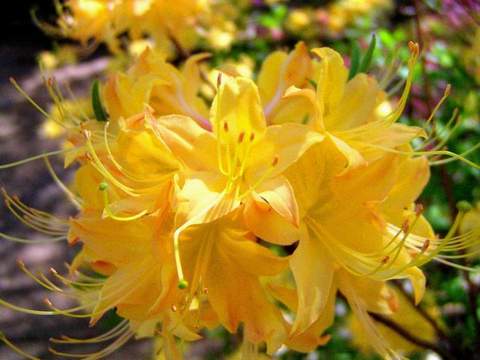 Azalia wielkokwiatowa Anneke Azalea Anneke