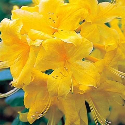 Azalia wielkokwiatowa Anneke Azalea Anneke