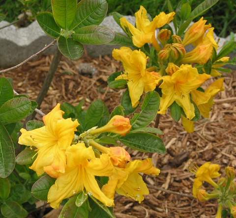 Azalia wielkokwiatowa Anneke Azalea Anneke