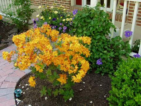 Azalia wielkokwiatowa Anneke Azalea Anneke