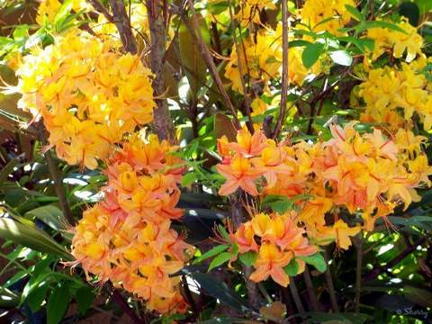 Azalia wielkokwiatowa Anneke Azalea Anneke