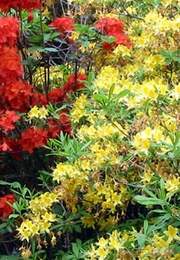 Azalia wielkokwiatowa Anneke Azalea Anneke