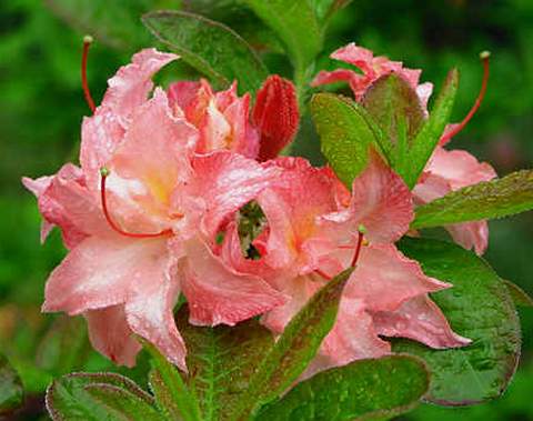 Azalia wielkokwiatowa Cannons Double Azalea Cannons Double